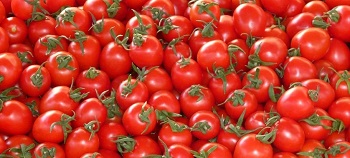گوجه فرنگی