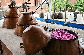 گلاب گیری - سنندج
