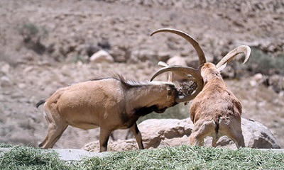 منطقه حفاظت شده کردستان
