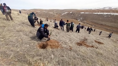 درخت کاری در روستای برکه