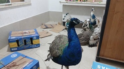 پرنده قاچاق در هورامان