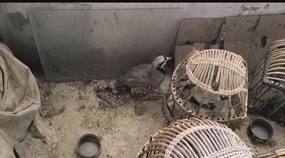 کپک
